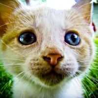Aoshima, la isla japonesa donde hay seis veces más gatos que personas