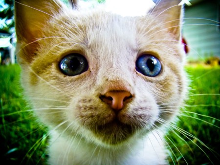 Aoshima, la isla japonesa donde hay seis veces más gatos que personas