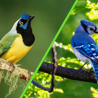 Los científicos descubren por primera vez un ave híbrida con azul y verde de dos especies que se separaron hace 7 millones de años