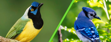 Los científicos descubren por primera vez un ave híbrida con azul y verde de dos especies que se separaron hace 7 millones de años