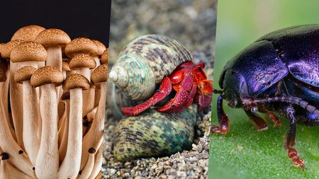 キチンは菌類、軟体動物、昆虫に存在します。