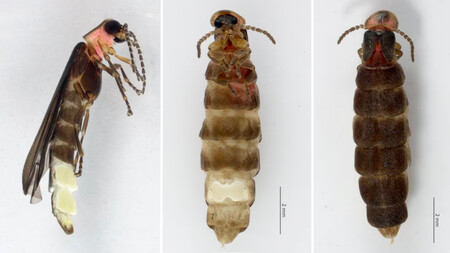 Photinus Mariasabinae
