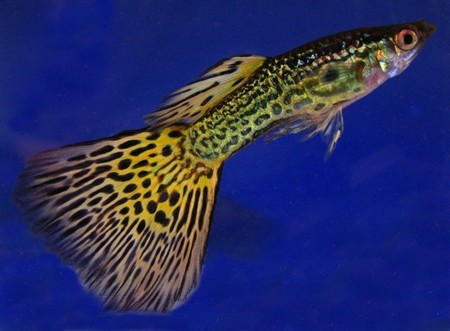Algunos peces tienen una personalidad compleja