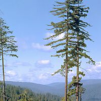 Durante décadas, Hyperion foi um dos segredos mais bem guardados da Califórnia; revelar a localização da árvore mais alta do mundo quase levou à sua destruição 