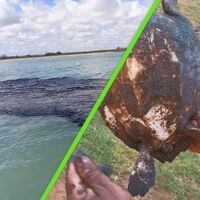 La mancha de petróleo en el Golfo de México deja animales muertos, pescadores sin trabajo y ya llegó a Tamaulipas