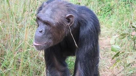 ¿Los animales también van a la moda? Descubren chimpancés que se ponen pendientes