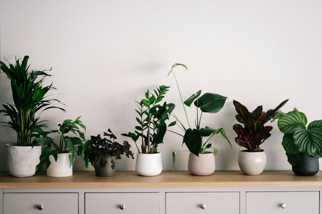 Annie Spratt S7viz8jwxwy Unsplash