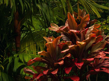 Flores De La Epoca