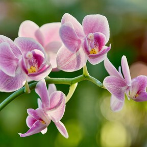 Llegan a Aldi las orquídeas más baratas que vas a encontrar