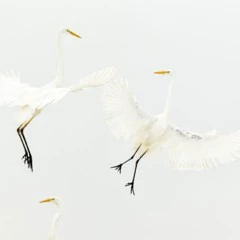 Foto 3 de 11 de la galería categoria-aves en Xataka Foto