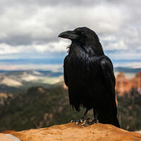 La ciencia siempre pensó que solo los humanos entienden de geometría. Hasta que volvimos a mirar a los cuervos 