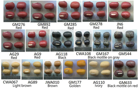 Crf312945 Fig 0001 M