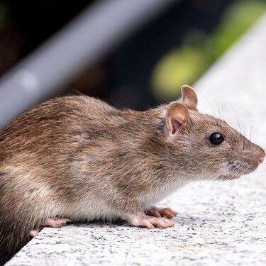 Ni veneno ni trampas: estas son las tres plantas aromáticas que ayudan a ahuyentar a las ratas en casa