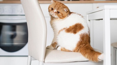 Gato en la silla