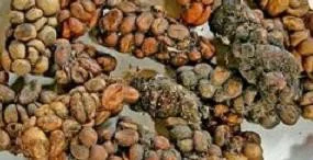 El café más caro del mundo, Kopi Luwak