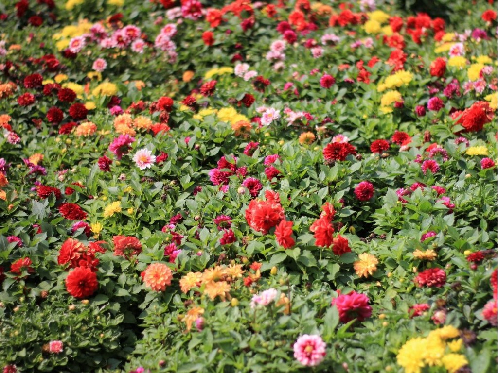 Solo hay que sembrarlas una vez y son para siempre: 12 flores que se reproducen solas y llenan macetas y jardines de color
