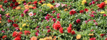 Solo hay que sembrarlas una vez y son para siempre: 12 flores que se reproducen solas y llenan macetas y jardines de color