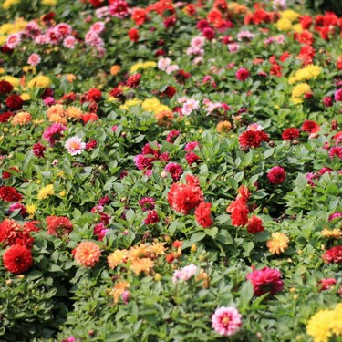 Solo hay que sembrarlas una vez y son para siempre: 12 flores que se reproducen solas y llenan macetas y jardines de color