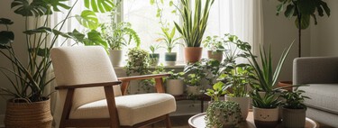Cuatro plantas que usan quienes tienen casas que huelen mal (y logran que huelan bien sin ambientador) 