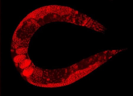 Se crea el primero mapeo de todas las conexiones de un cerebro (de un gusano)