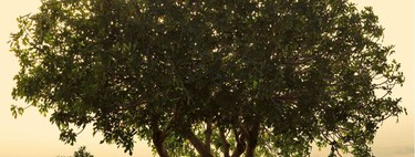 El árbol más aromático para terrazas urbanas: elegante, compacto y fácil de cuidar en maceta 