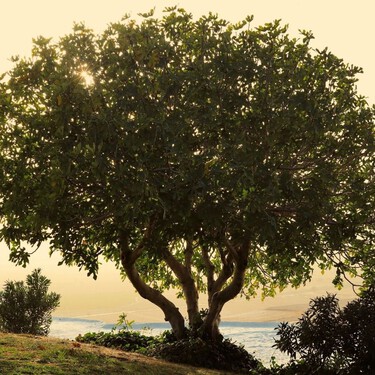 El árbol más aromático para terrazas urbanas: elegante, compacto y fácil de cuidar en maceta 