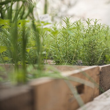 Lidl lanza el viernes 27 de marzo tres plantas aromáticas por menos de 2 euros: son ideales para que la terraza o tu cocina huelan genial 