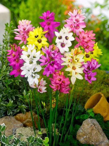ixia