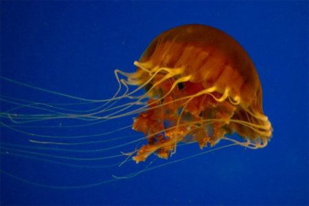 Las medusas, una moda alimenticia al servicio de nuestra salud
