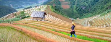 Rice has just done the unthinkable: from inflationary threat to historic price collapse