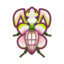 Mantis Orchid