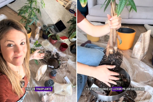 Trasplante de plantas