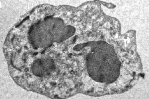 Quiz Genciencia: Resolución La caza de la bacteria