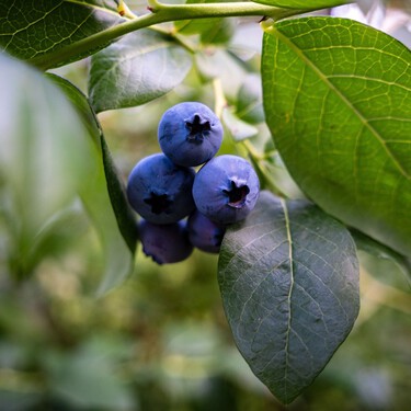 Aldi lanza hoy, 16 de septiembre, el arbusto perenne que llenará de frutos el jardín o la terraza por solo 5,49 euros
