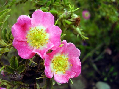 Rosa Mosqueta, el aceite milagro