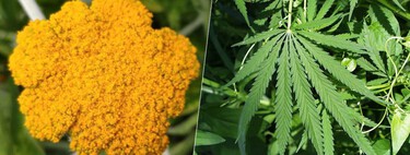 Encontramos uma planta evolutivamente mais próxima da alface do que do cânhamo capaz de produzir 40 canabinoides 