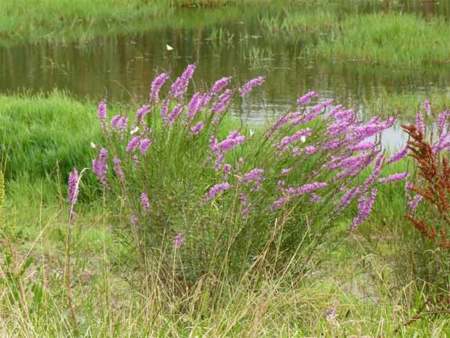 Salicaria, una planta que mejorará nuestra salud
