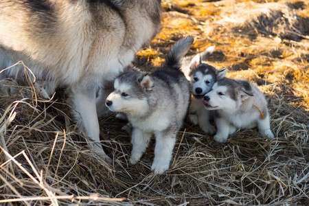 Que Hacer Perra Embarazada Cachorros Husky