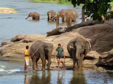 Oliphant Pannawela Sri Lanka