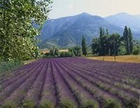 Aroma tours: viajes que despiertan los sentidos