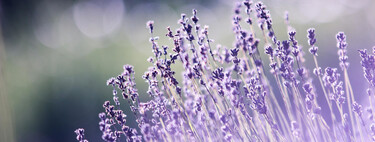 El método más rápido para multiplicar tu lavanda solo requiere de algo que sueles tirar a la basura 