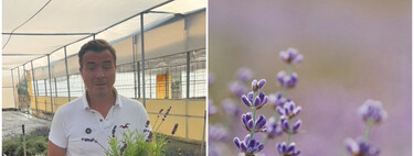 Cómo conseguir que la lavanda crezca más rápido y perfume toda la casa