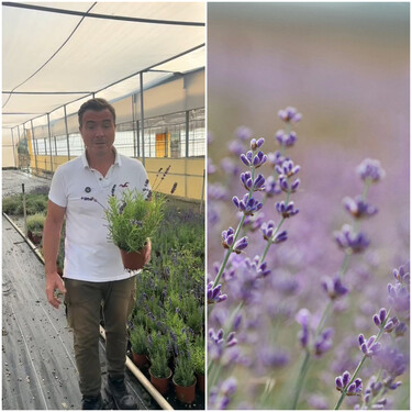 Cómo conseguir que la lavanda crezca más rápido y perfume toda la casa