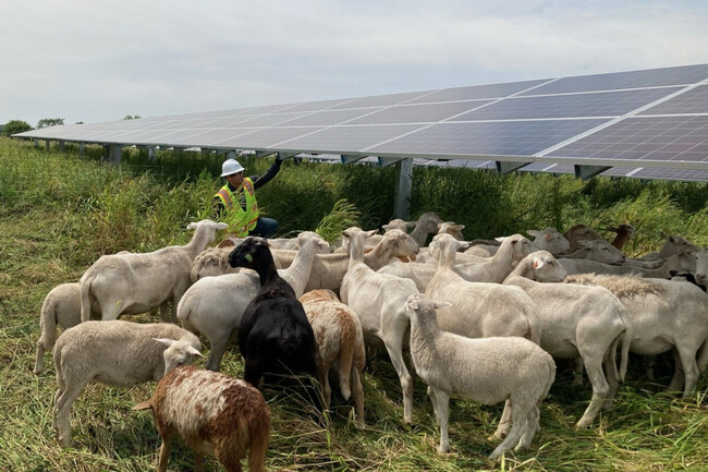 Paneles Solares Ovejas