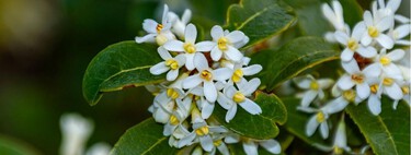 Este pequeño árbol asiático llena de aroma las terrazas urbanas y apenas ocupa espacio 