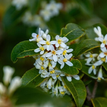 Este pequeño árbol asiático llena de aroma las terrazas urbanas y apenas ocupa espacio 