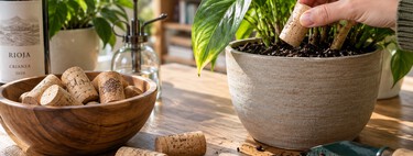 Los corchos de las botellas pueden tener una segunda vida entre las plantas. El vinagre no siempre hace falta 