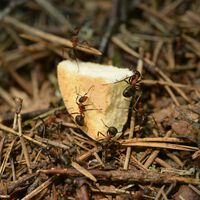 Cuatro formas de acabar con los hormigueros de tu casa o jardín de forma rápida y sencilla y sin insecticidas