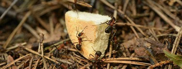 Cuatro formas de acabar con los hormigueros de tu casa o jardín de forma rápida y sencilla y sin insecticidas 