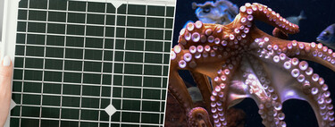 The perovskite had been failing inside for years. The solution was in the octopuses